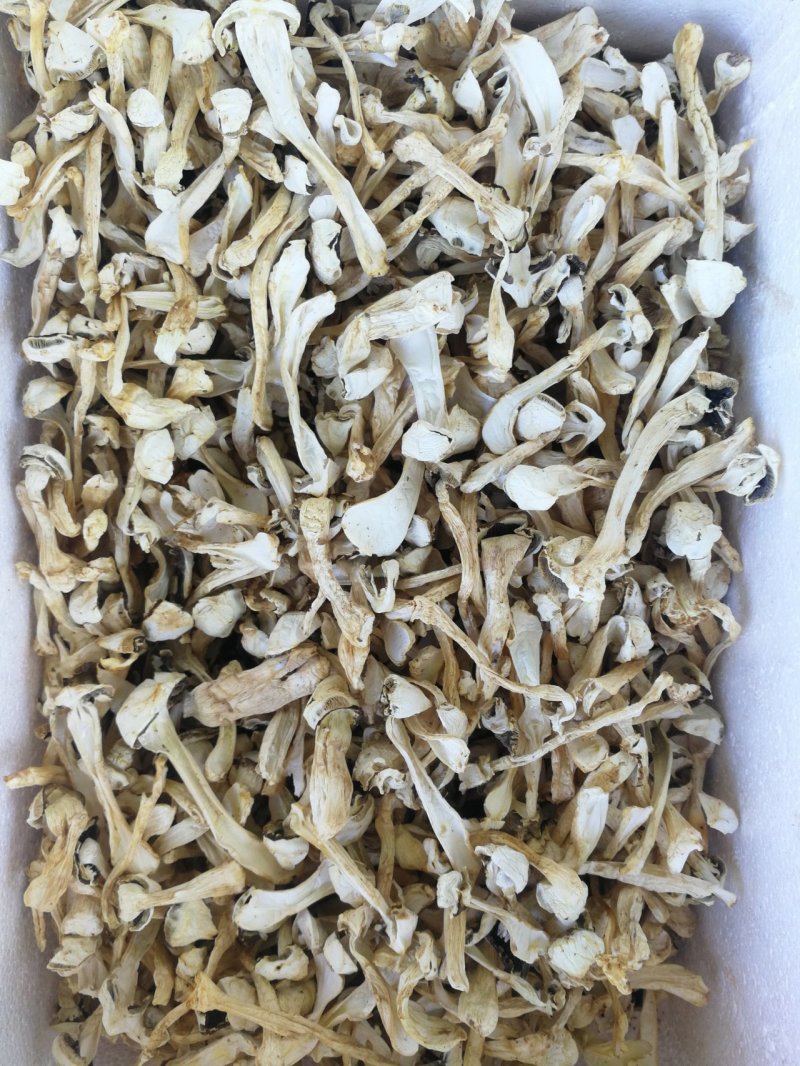 球盖菇出售！干货和鲜货