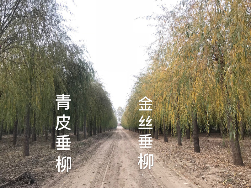 优质垂柳，青皮垂柳！15公分垂柳价格！自产自销