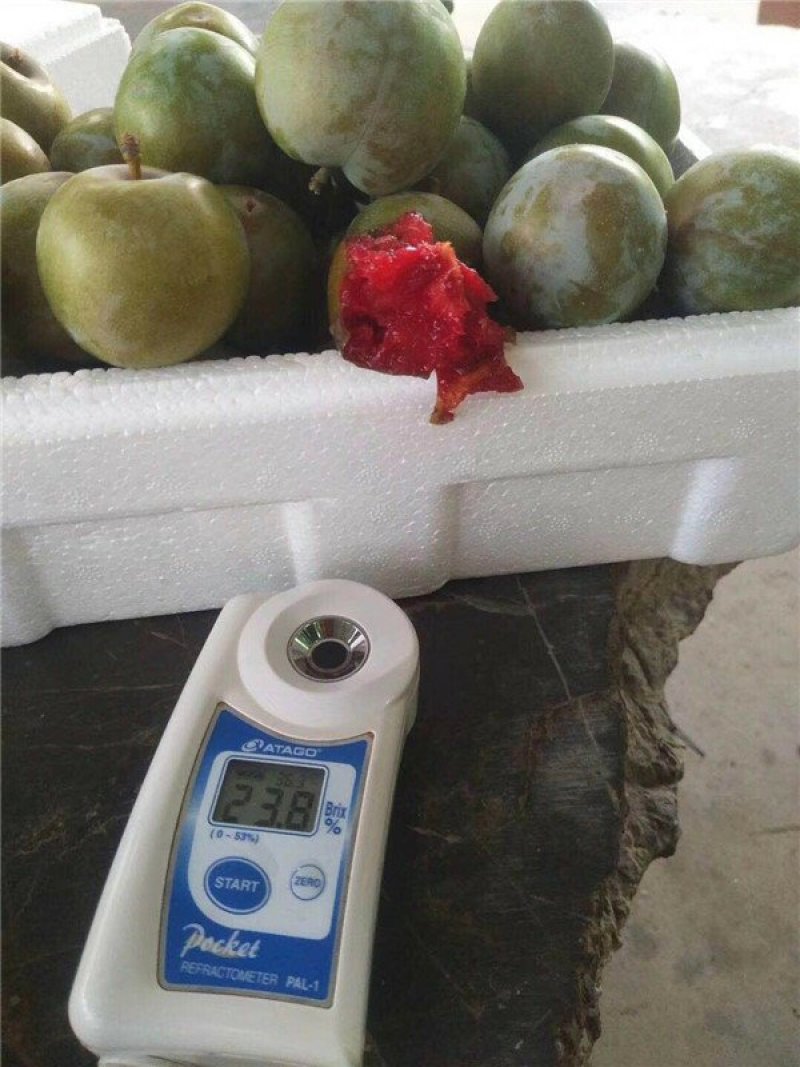 味帝李子糖度很高的杏李