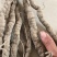 粉防己，别名土木香苗，江西道地品种高含量粉质性好