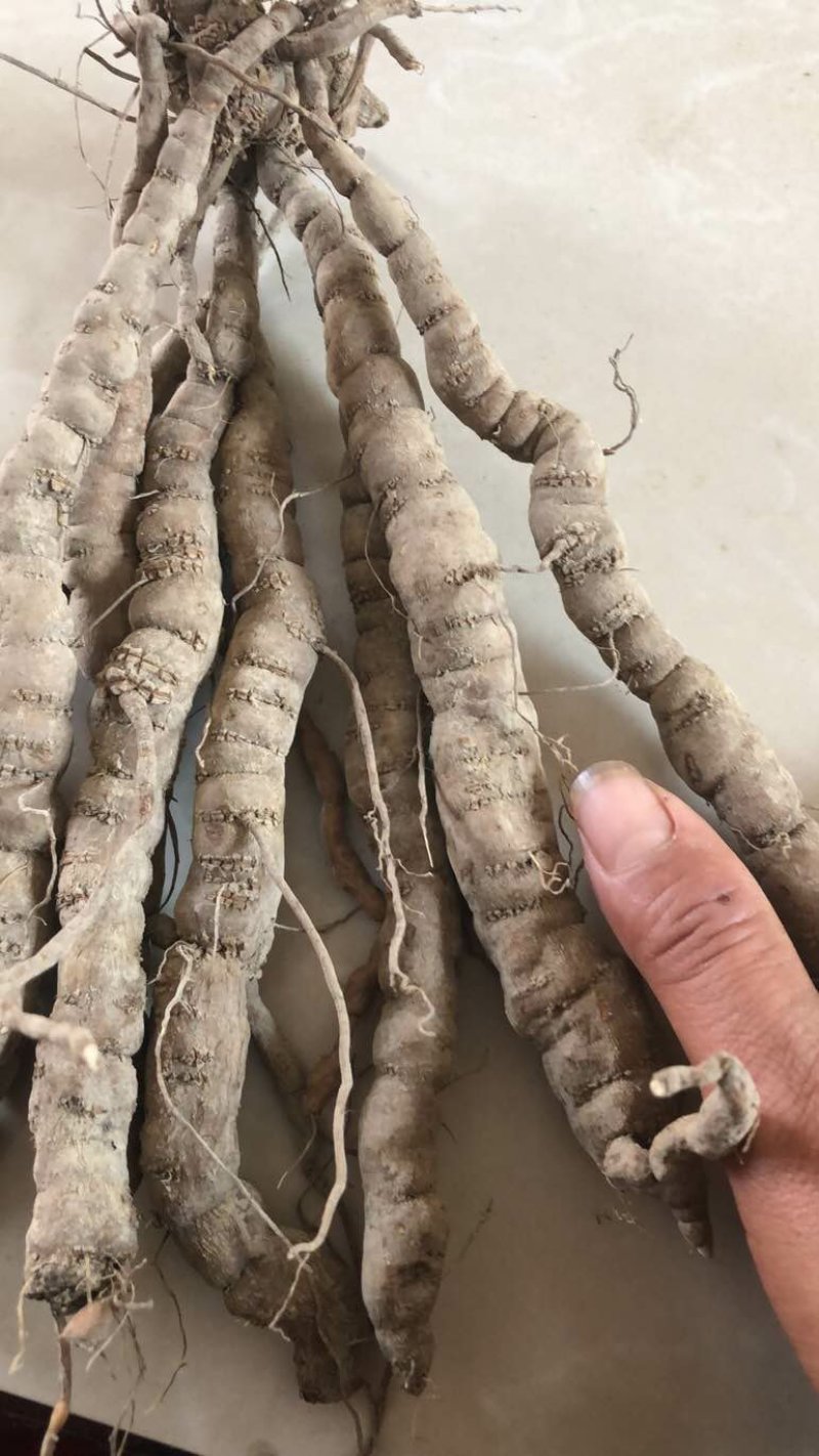 粉防己，别名土木香苗，江西道地品种高含量粉质性好