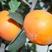 阳丰脆甜柿树苗，自然脱涩摘下就能吃，脆甜爽口丰产无核包邮
