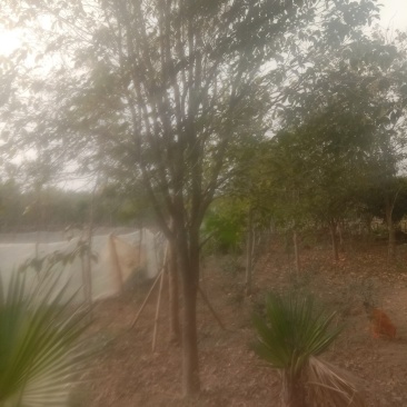 宫粉紫荊，地苗.袋苗……规格