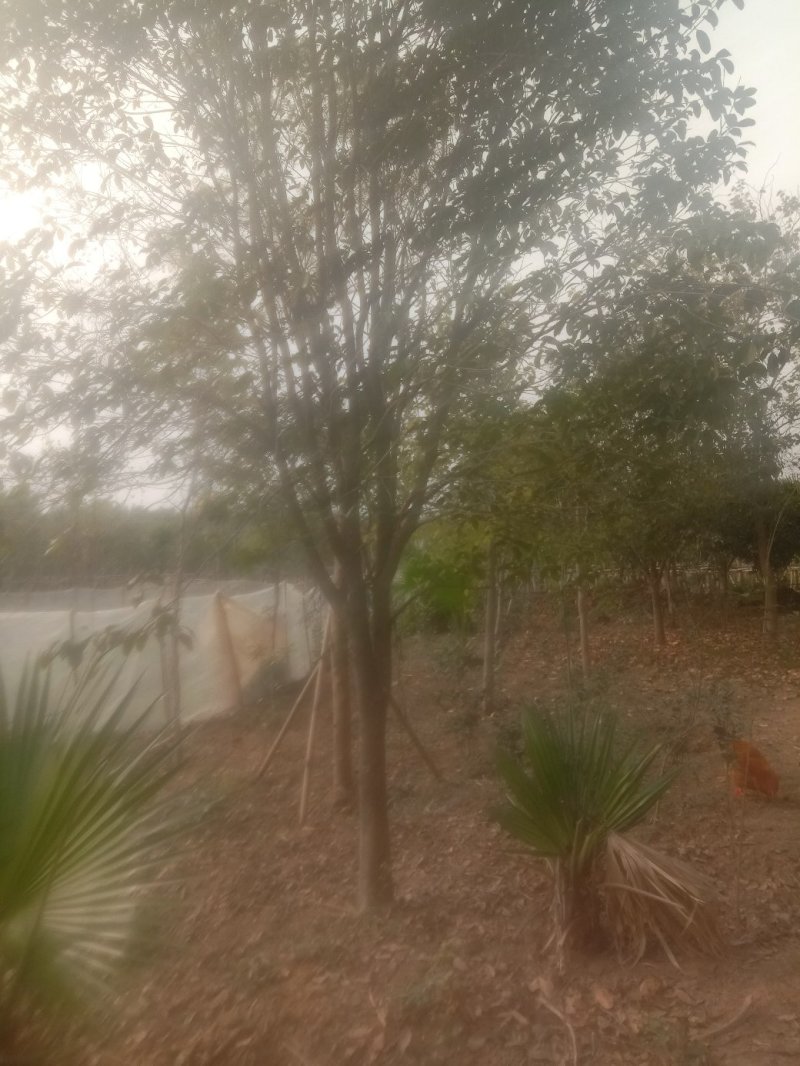 宫粉紫荊，地苗.袋苗……规格