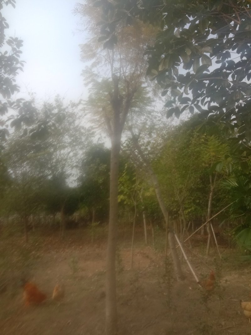宫粉紫荊，地苗.袋苗……规格
