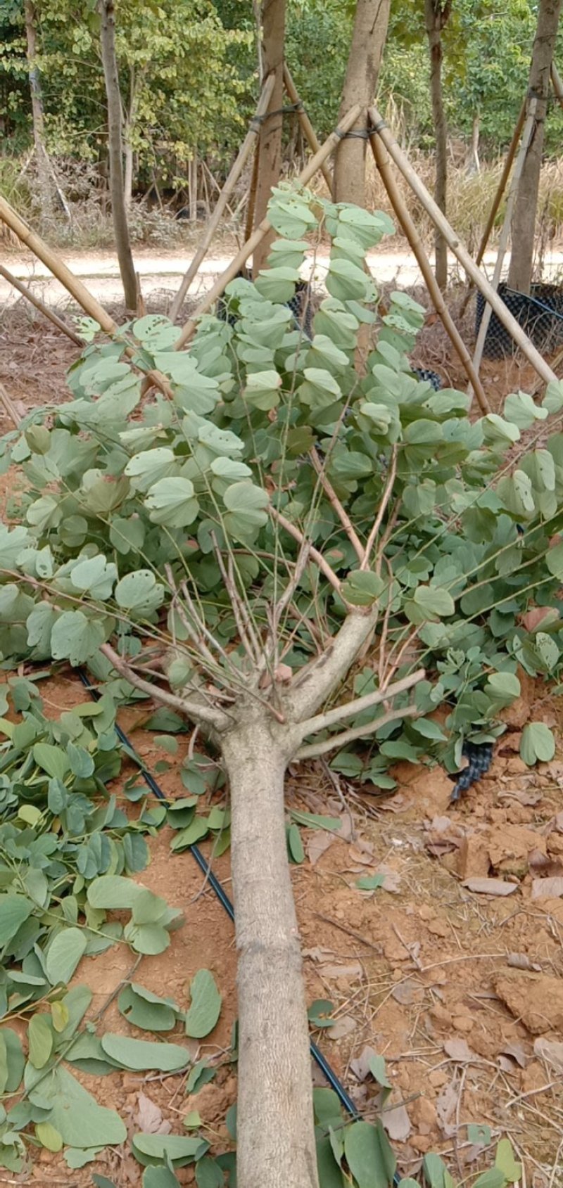 宫粉紫荊，地苗.袋苗……规格