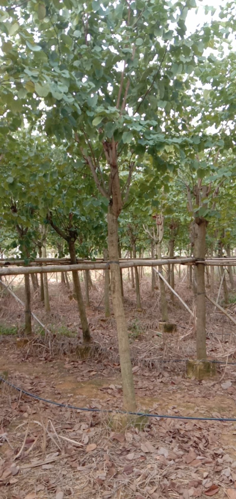 宫粉紫荊，地苗.袋苗……规格