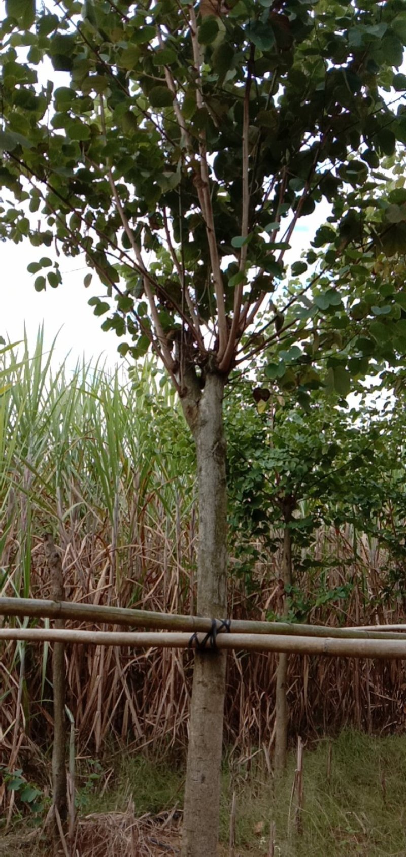 宫粉紫荊，地苗.袋苗……规格