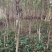 宫粉紫荊，地苗.袋苗……规格