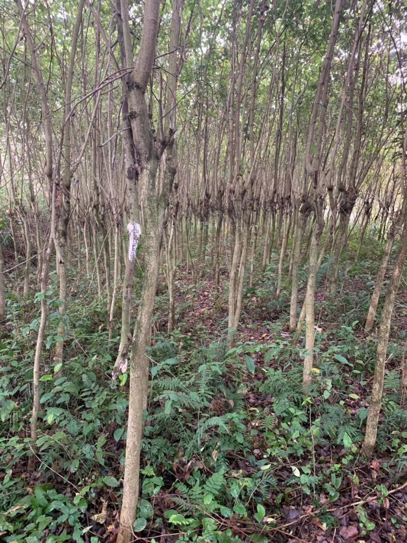 宫粉紫荊，地苗.袋苗……规格