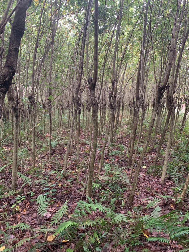 宫粉紫荊，地苗.袋苗……规格