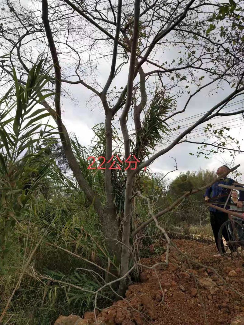 朴树，紫荊，黄花风玲……