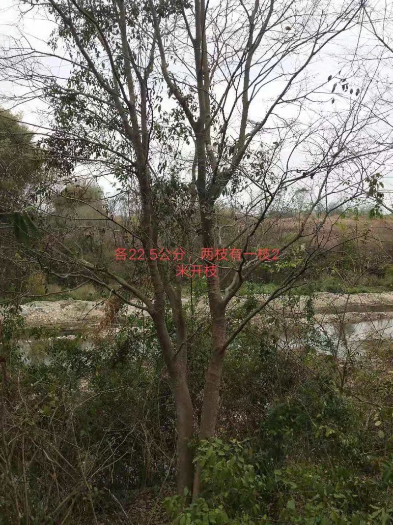 朴树，紫荊，黄花风玲……
