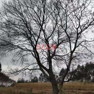 朴树，紫荊，黄花风玲……