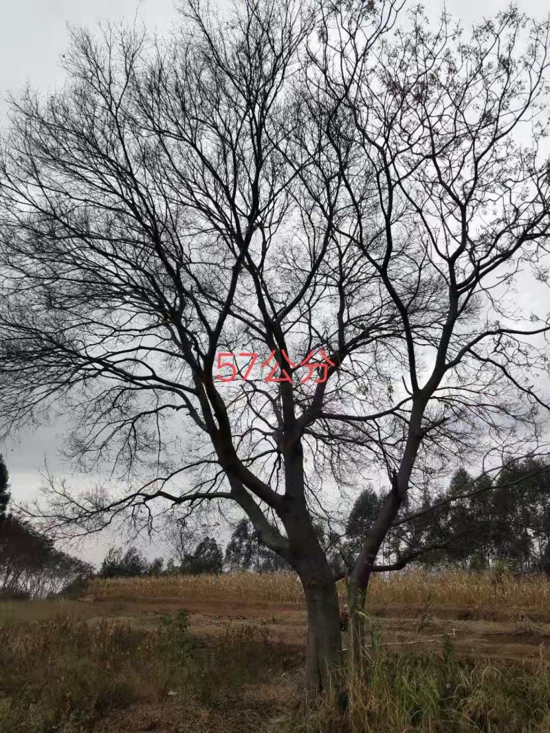 朴树，紫荊，黄花风玲……