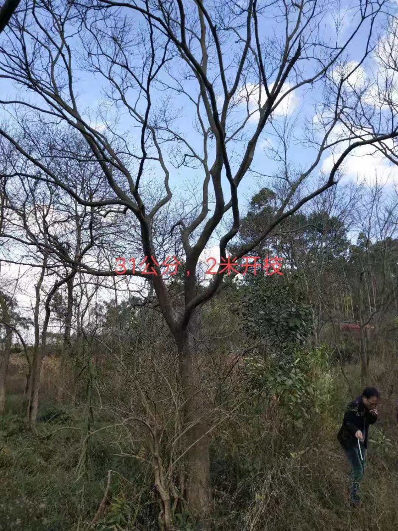 朴树，紫荊，黄花风玲……