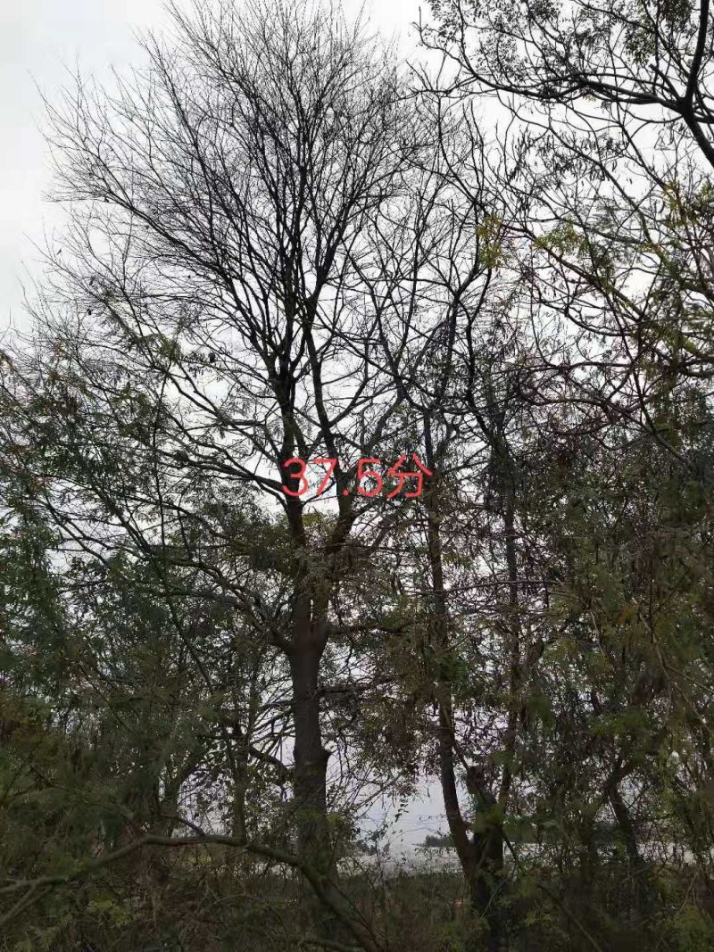 朴树，紫荊，黄花风玲……