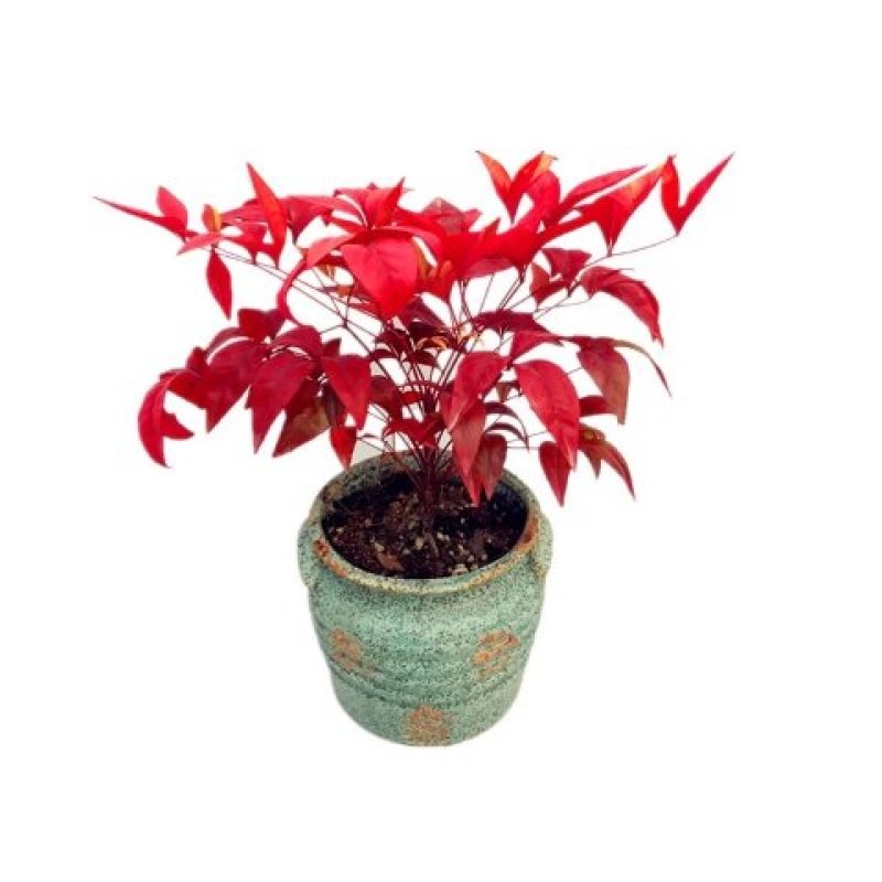 南天竹盆栽火焰南天竹盆景室内庭院观叶植物红天竹多年生易养