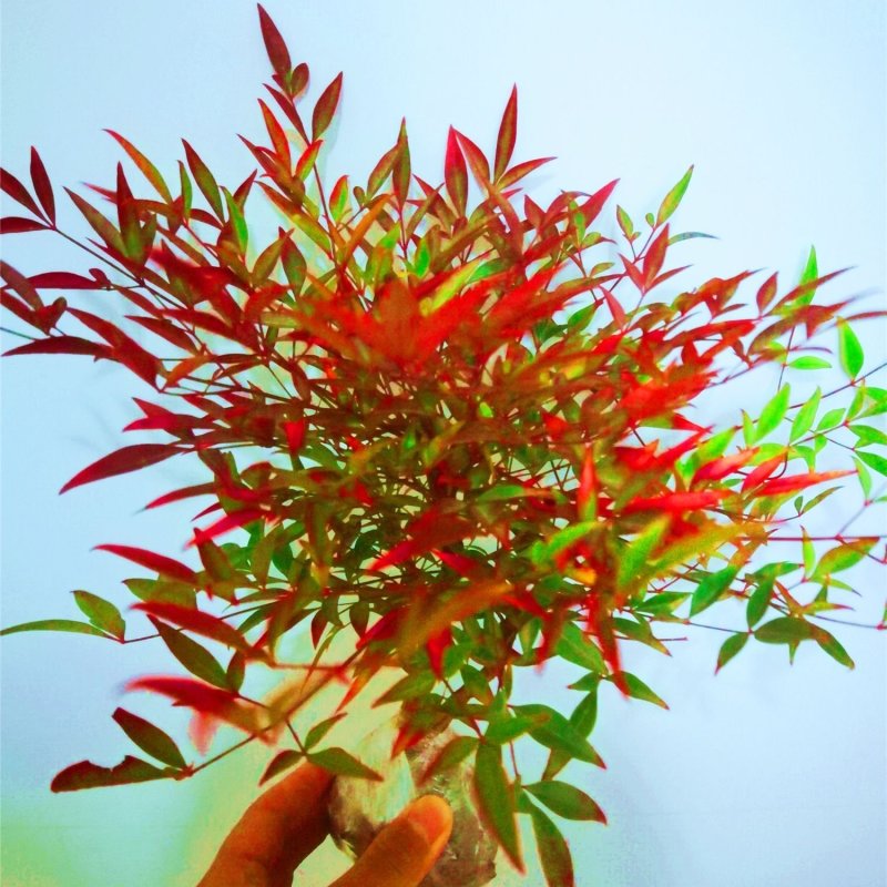 南天竹盆栽火焰南天竹盆景室内庭院观叶植物红天竹多年生易养