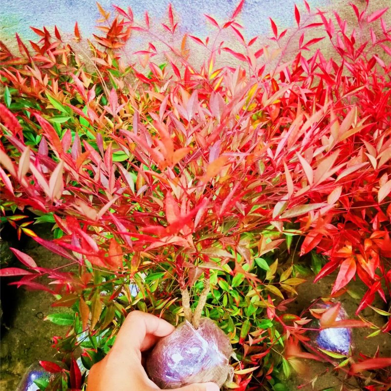 南天竹盆栽火焰南天竹盆景室内庭院观叶植物红天竹多年生易养