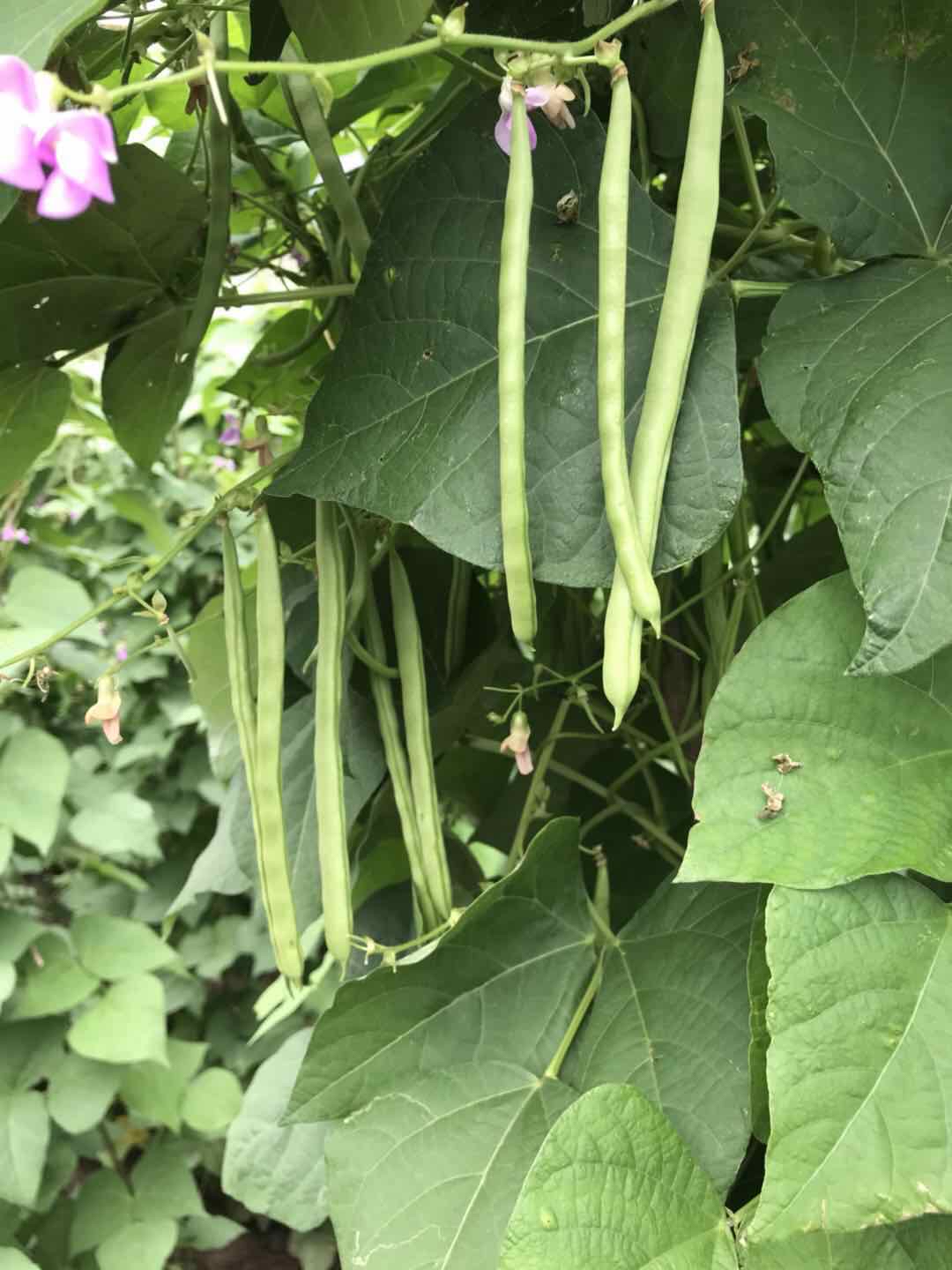 [架豆种子批发]小金豆种,出苗率高达百分之九十,需要.