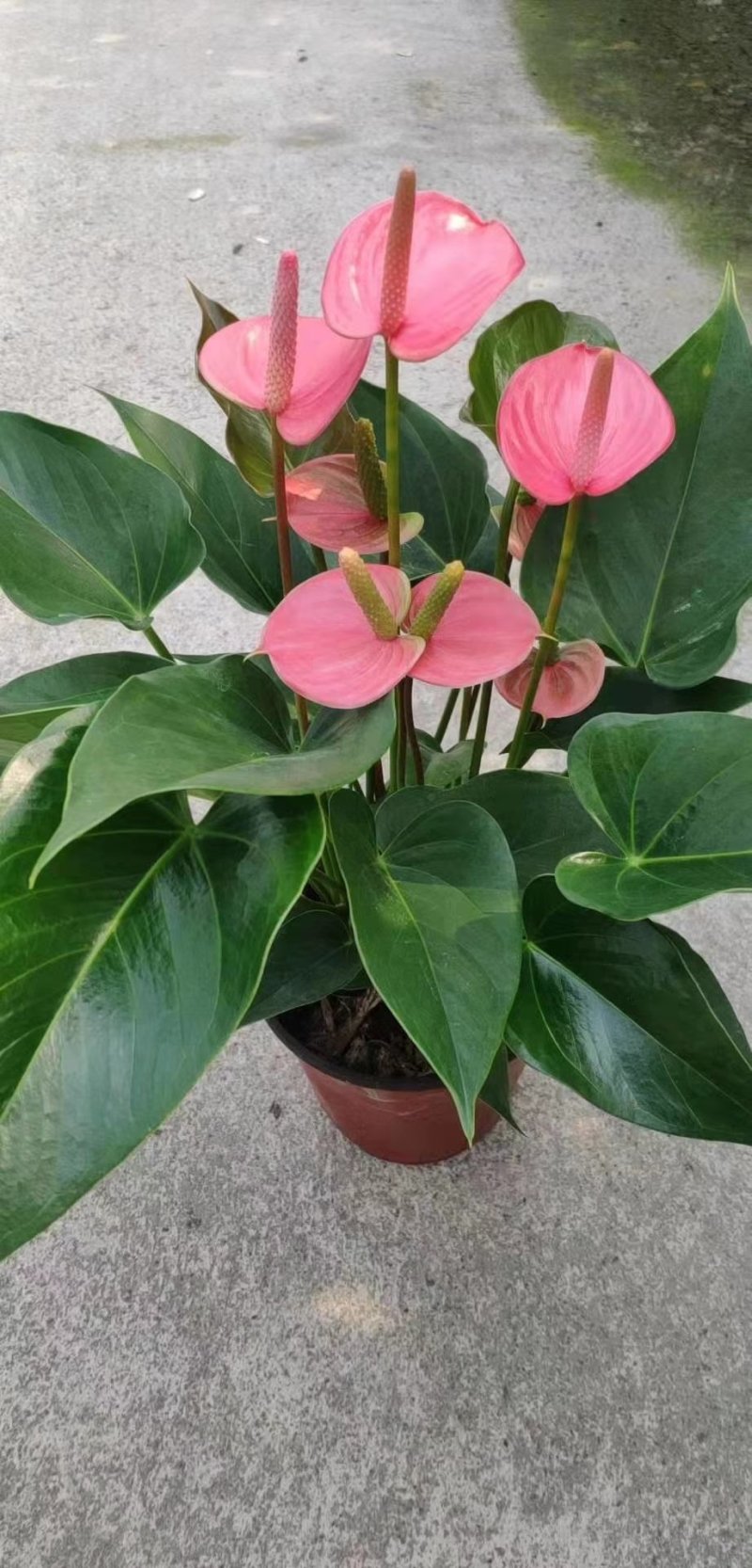优质粉掌基地直供常年性供应经营多种盆花