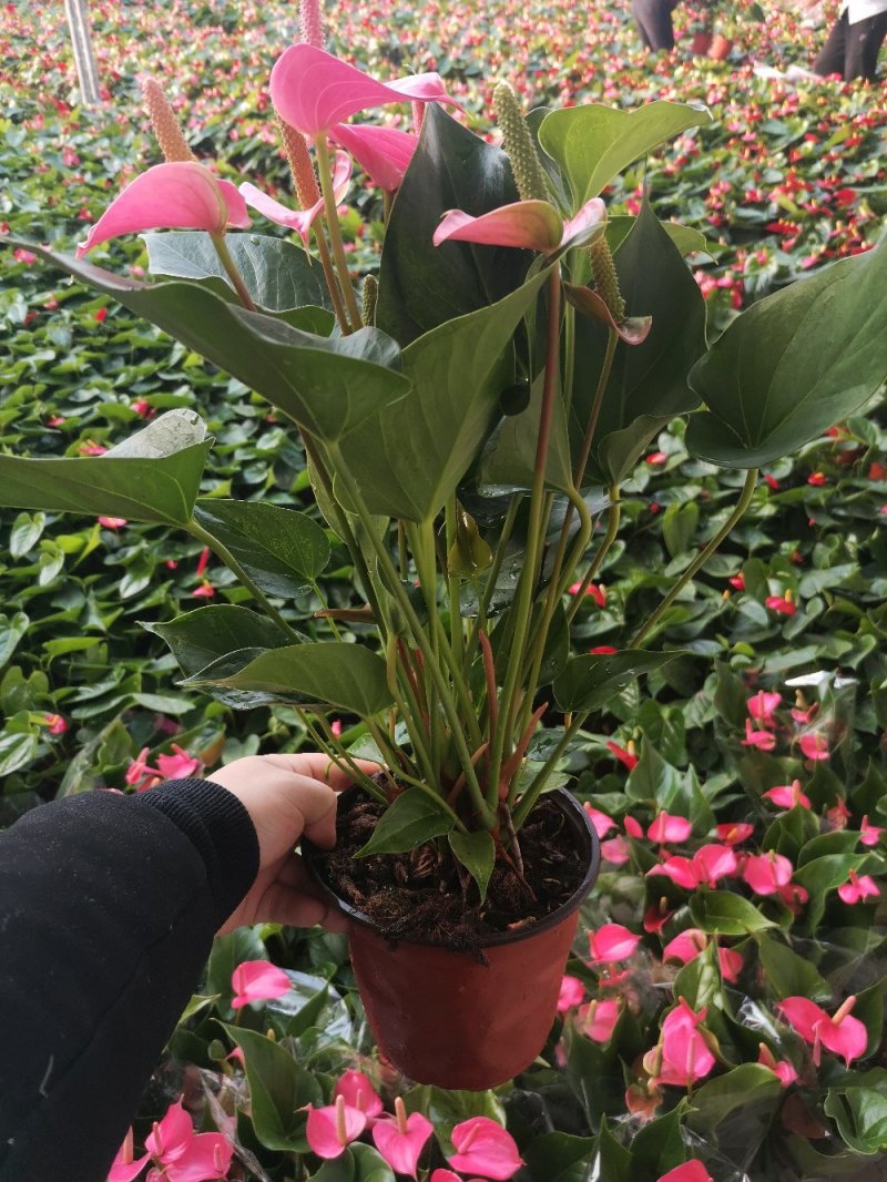 优质粉掌基地直供常年性供应经营多种盆花
