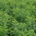 重阳木4-8公分重阳木小苗