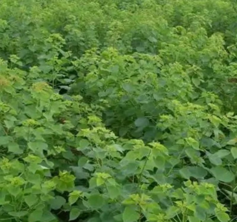 重阳木4-8公分重阳木小苗