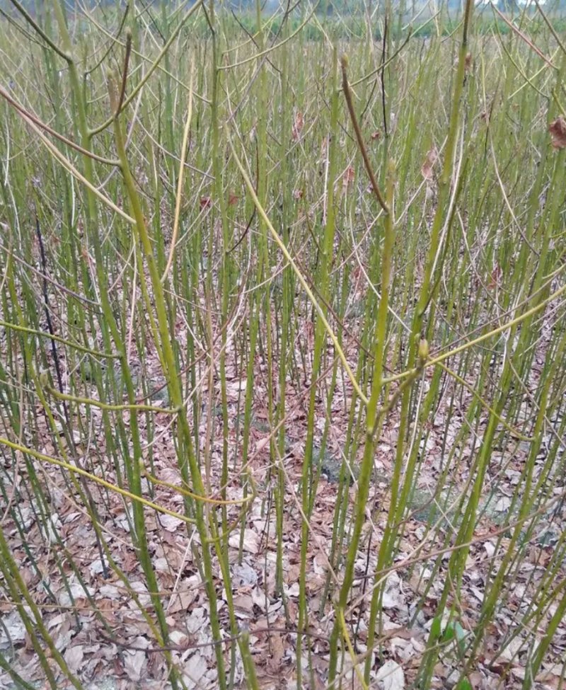 重阳木4-8公分重阳木小苗