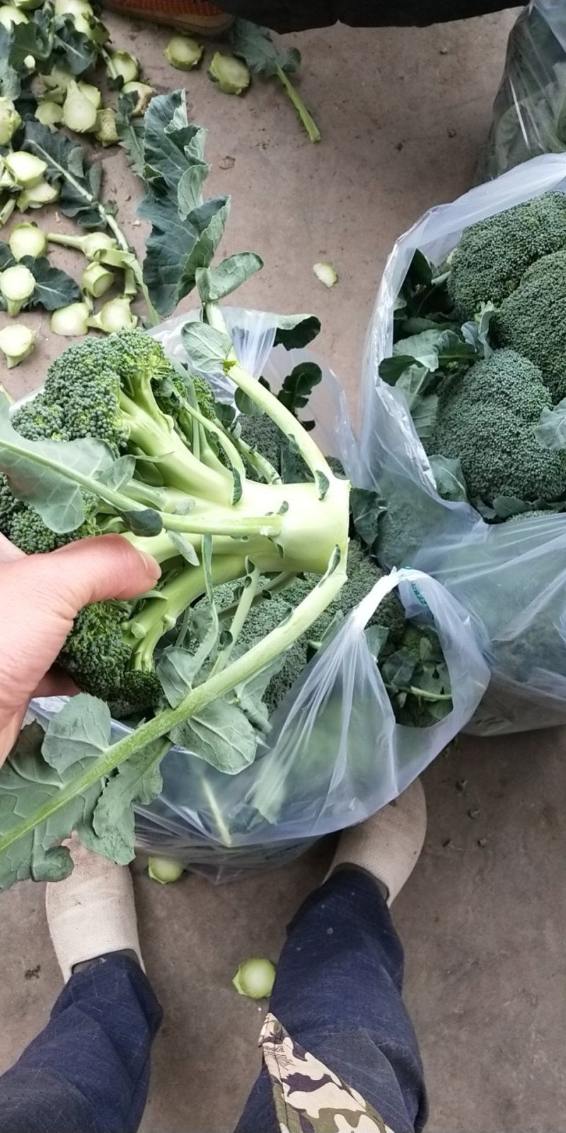 西兰花，四川精品西兰花大量有货，面向全国一手货源