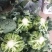 西兰花，四川精品西兰花大量有货，面向全国一手货源。