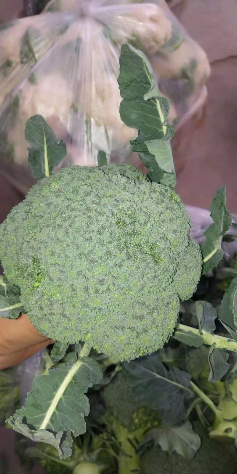 西兰花，四川精品西兰花大量有货，面向全国一手货源。