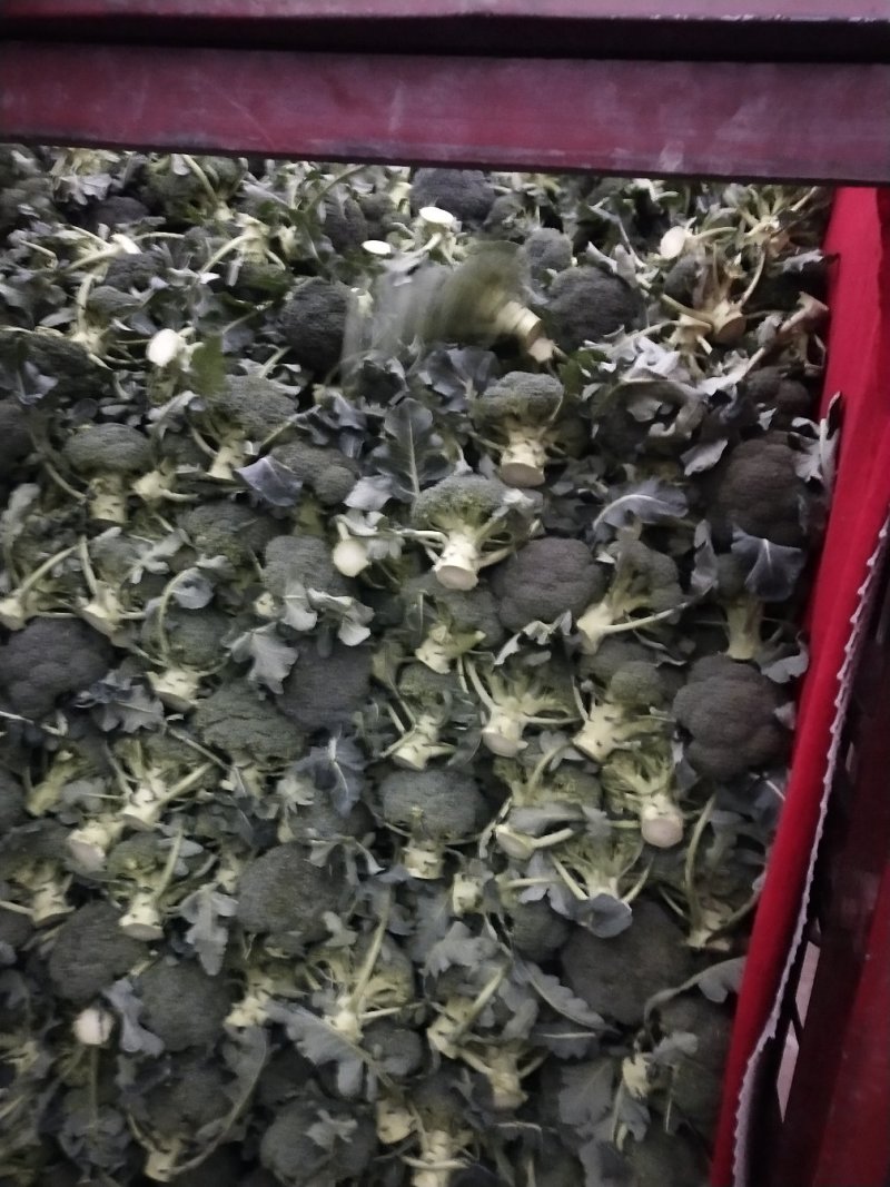 西兰花，四川精品西兰花大量有货，面向全国一手货源。