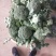 西兰花，四川精品西兰花大量有货，面向全国一手货源。