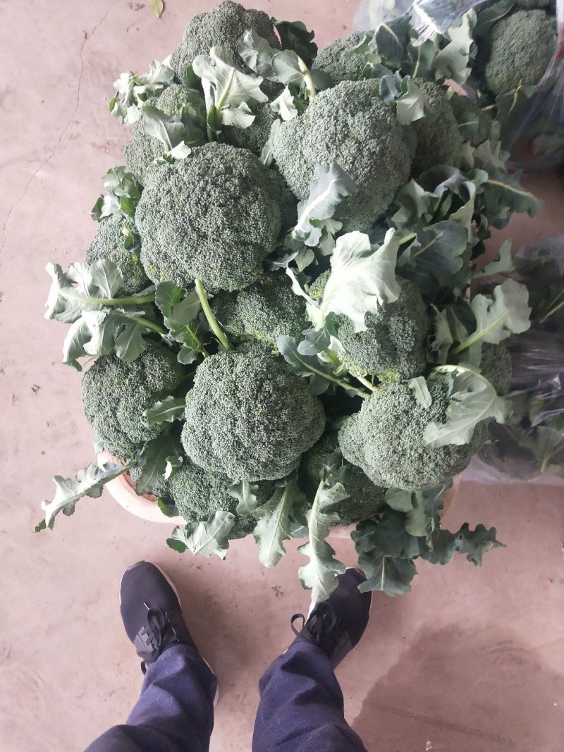 西兰花，四川精品西兰花大量有货，面向全国一手货源。