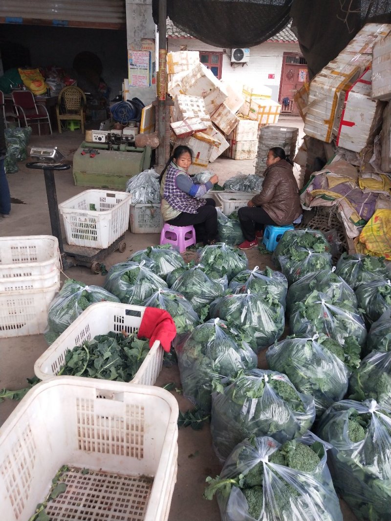 西兰花，四川精品西兰花大量有货，面向全国一手货源。