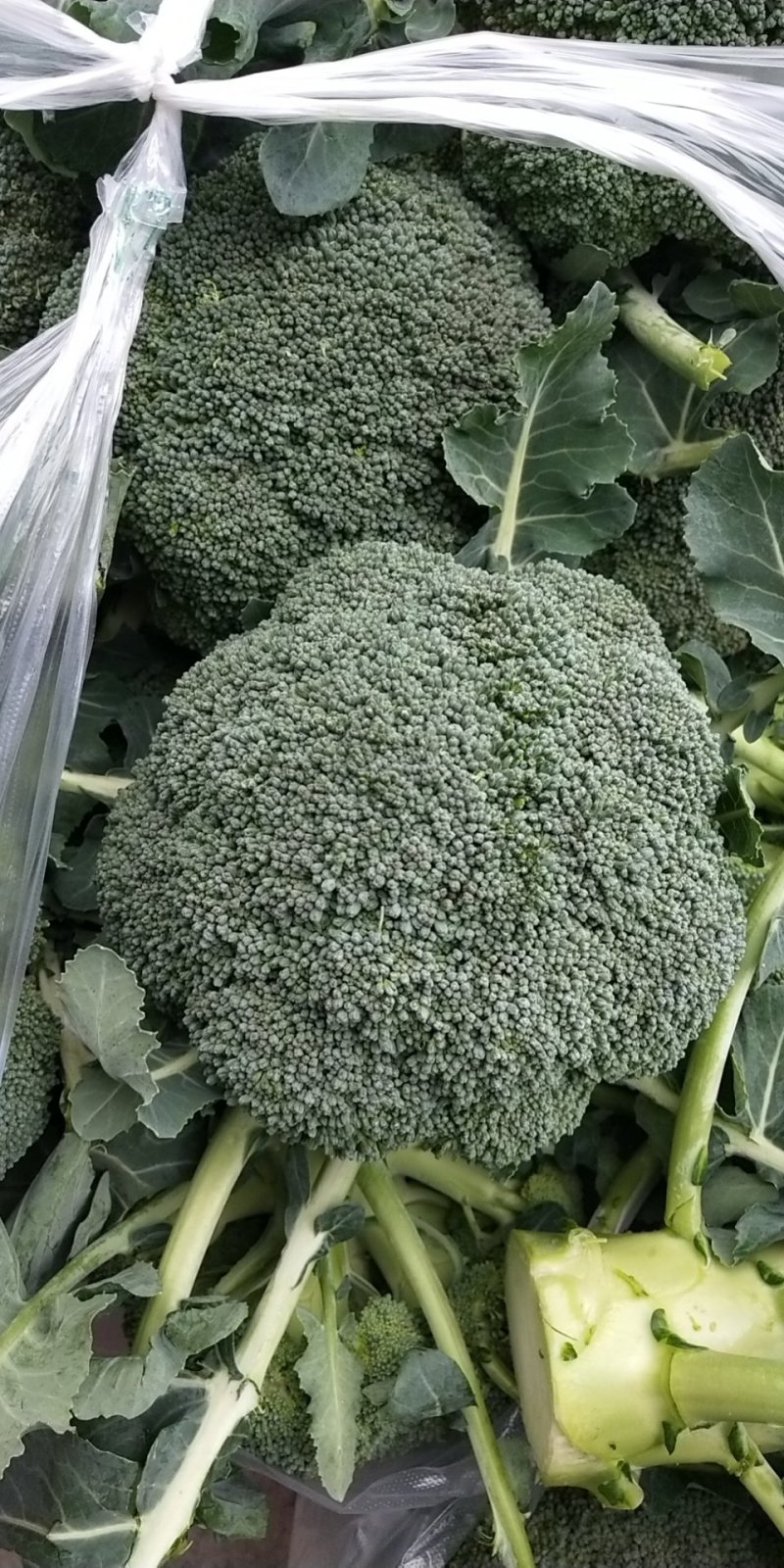 西兰花，四川精品西兰花大量有货，面向全国一手货源。