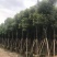 樟树香樟小苗10公分香樟