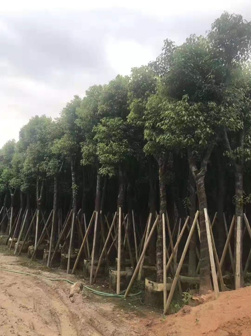 樟树香樟小苗10公分香樟