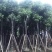 樟树香樟小苗10公分香樟