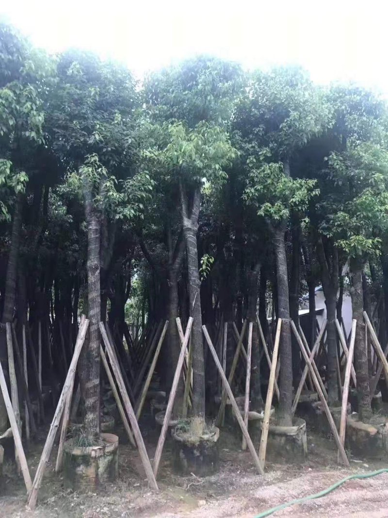 樟树香樟小苗10公分香樟