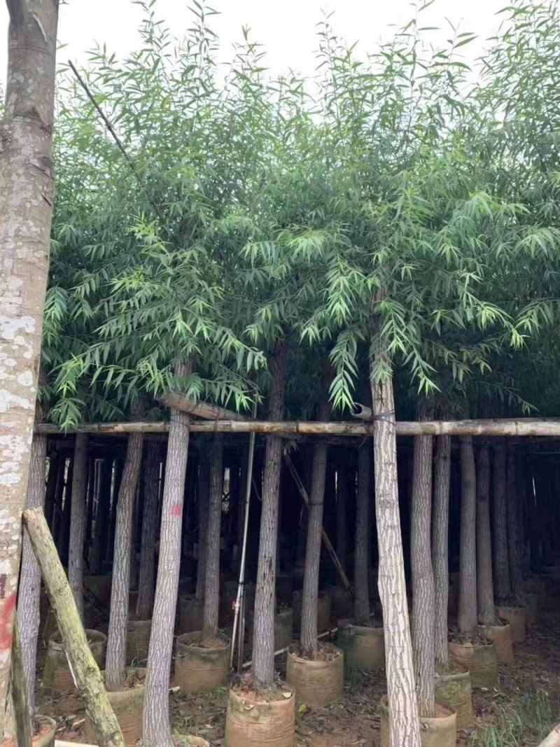 樟树香樟小苗10公分香樟