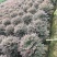 樟树香樟小苗10公分香樟