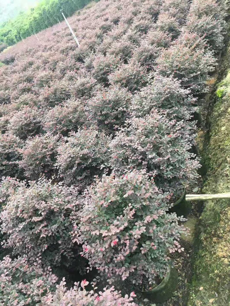 樟树香樟小苗10公分香樟
