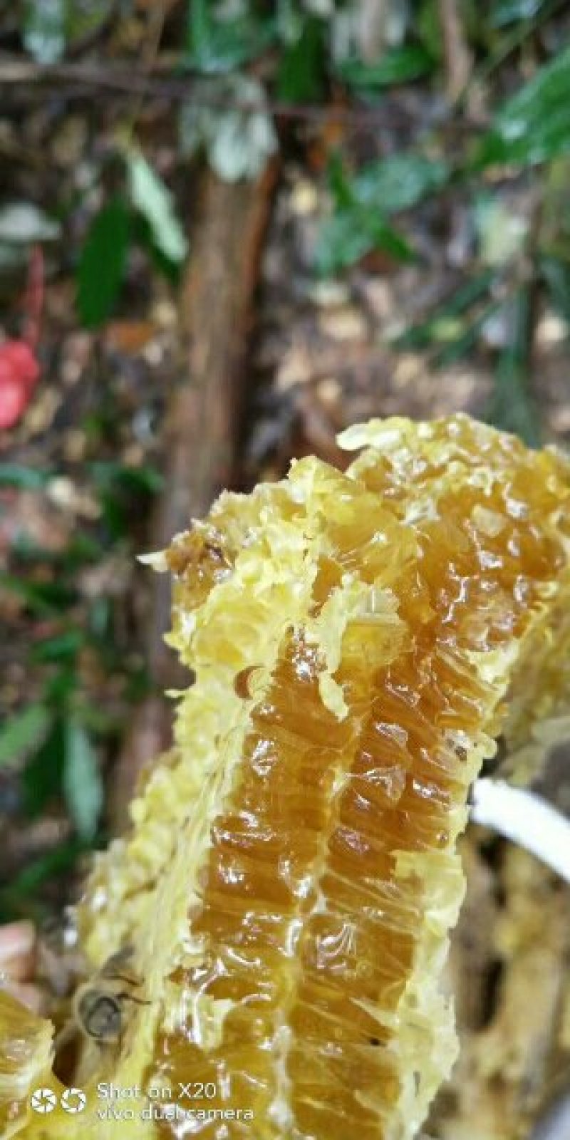 高山纯野生蜂蜜树洞蜂石洞蜂绝对正品抢手货