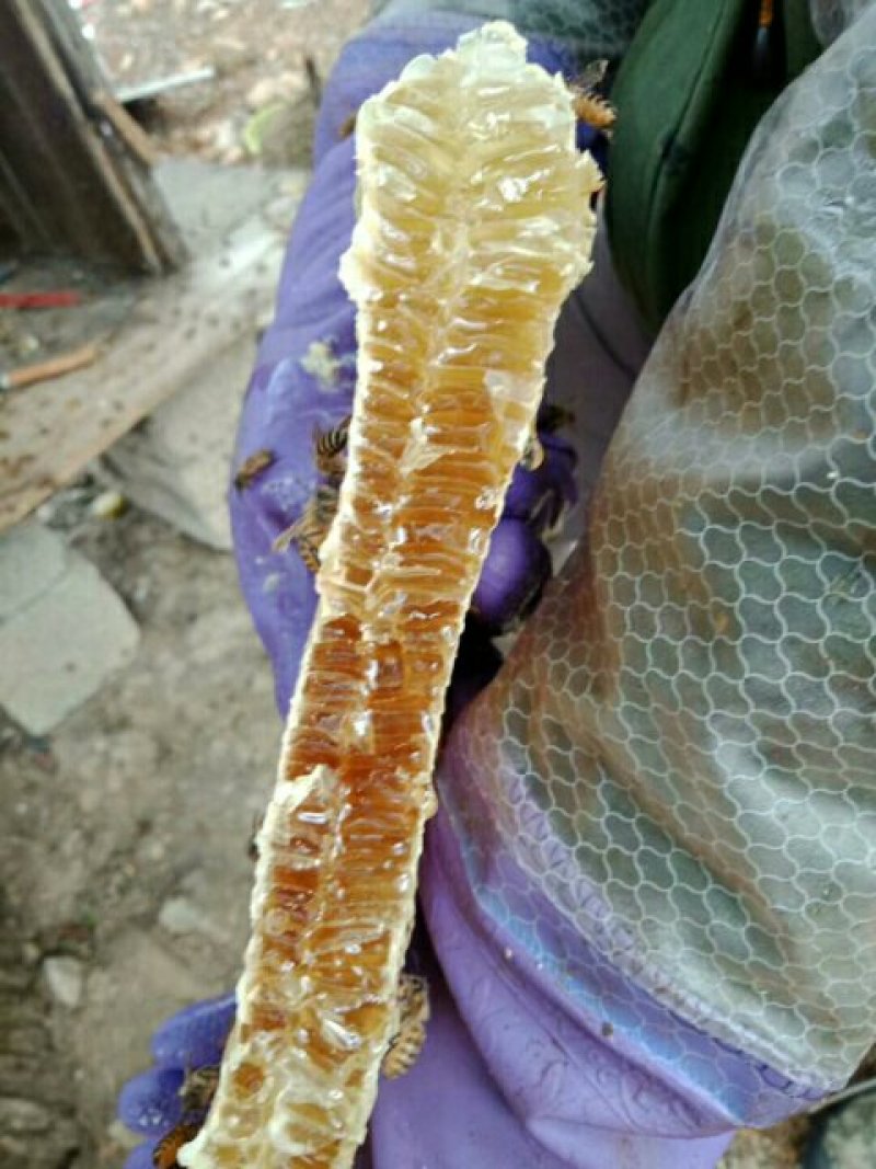 高山纯野生蜂蜜树洞蜂石洞蜂绝对正品抢手货