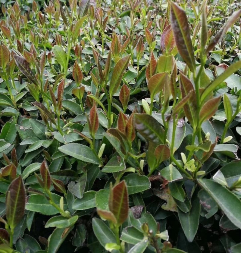 富硒香茶