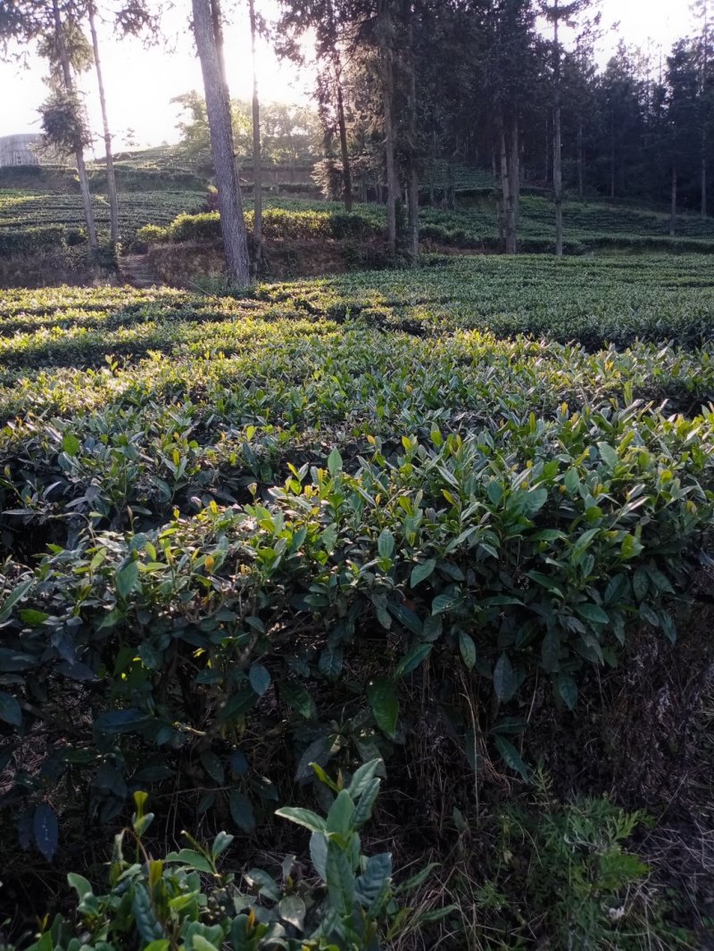 富硒贡芽