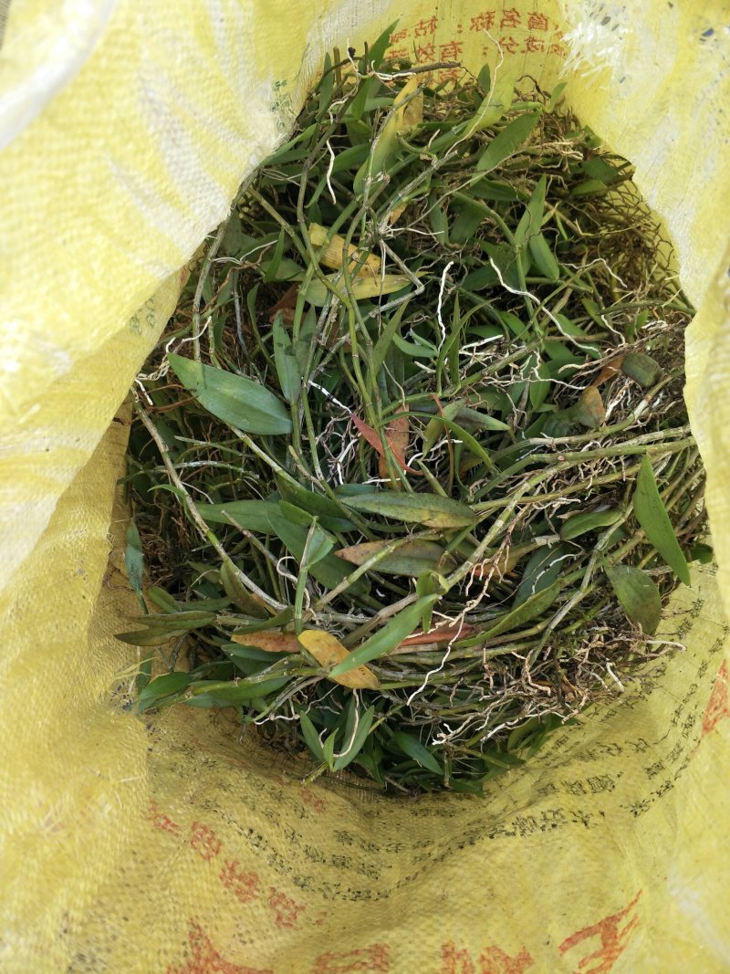 小黄草